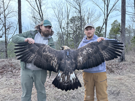 Golden eagle with tracker