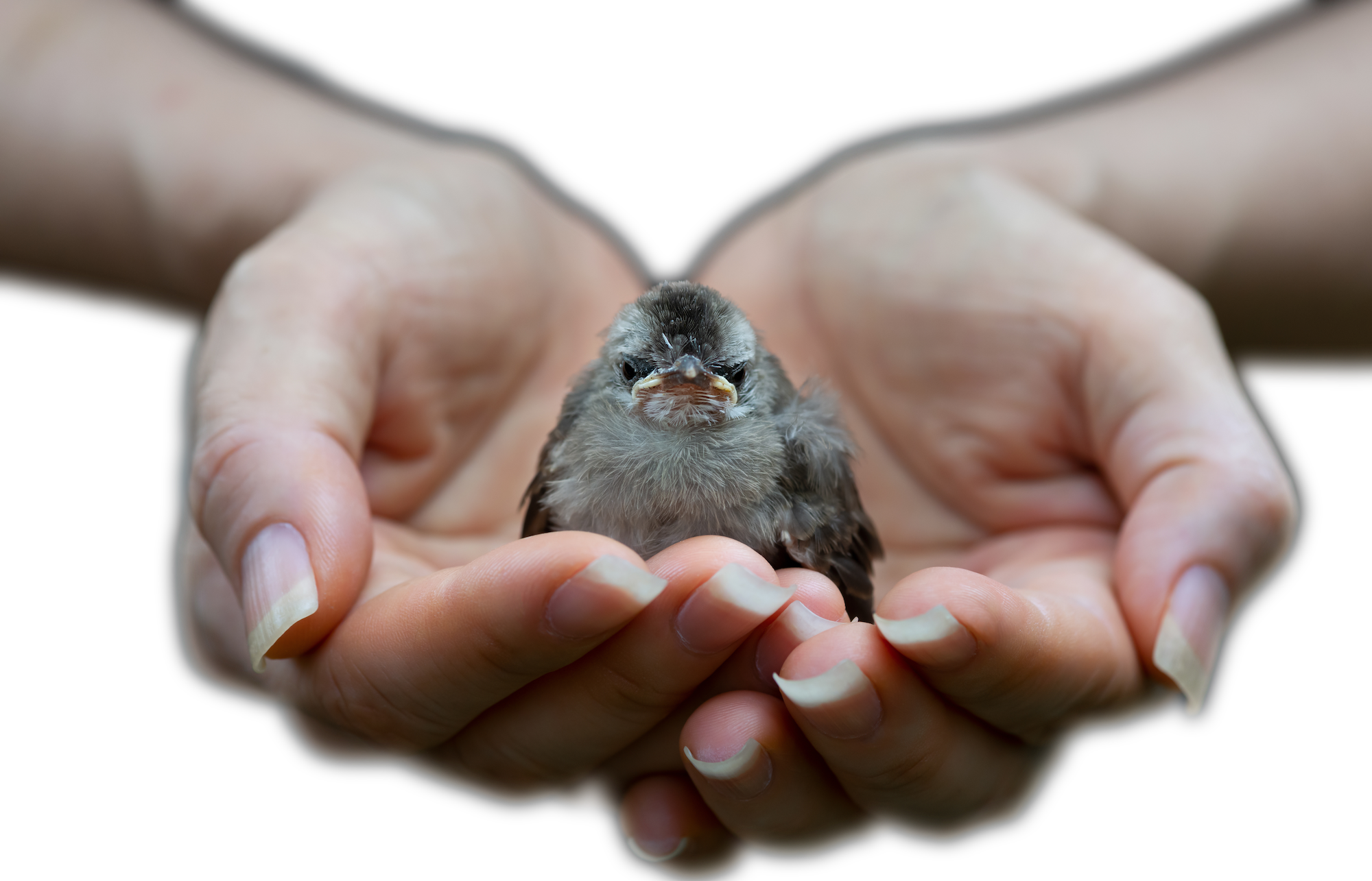 Terra Listening Station